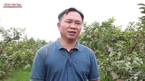 oi le tan yen gan nhan ocop 4 sao