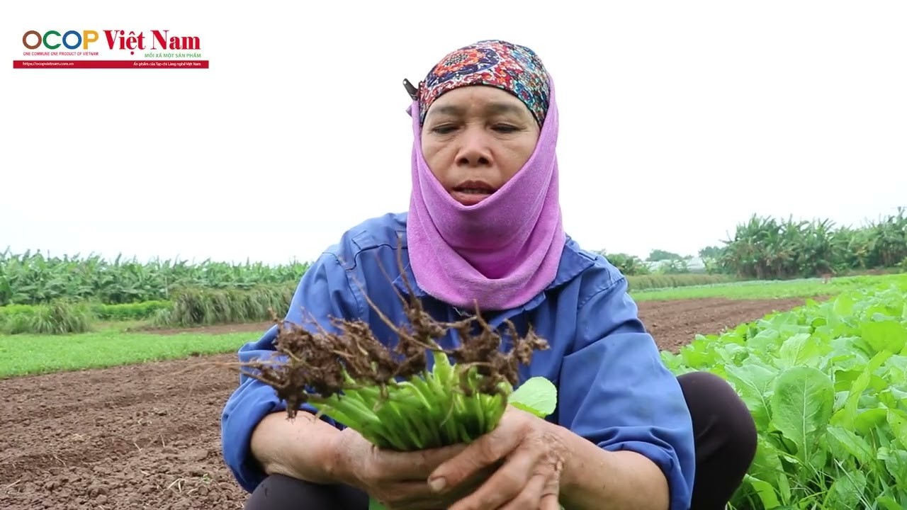 Vinh Hà (Phú Xuyên): Duy trì và phát triển chuỗi liên kết rau an toàn chất lượng cao