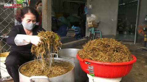 cay duoc lieu dong ha quang tri huong di moi hieu qua moi