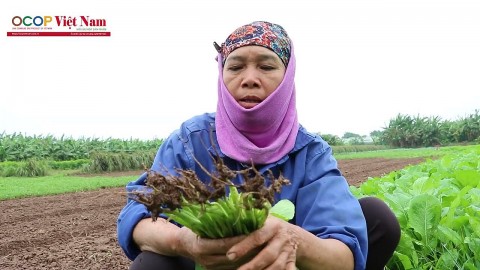 Vinh Hà (Phú Xuyên): Duy trì và phát triển chuỗi liên kết rau an toàn chất lượng cao