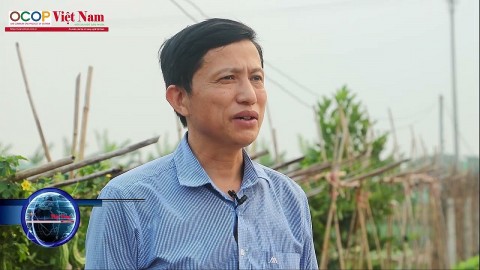rau sach van duc ocop 4 sao san sang xuat khau