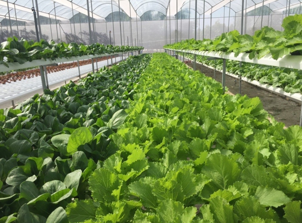 Bình Thuận: Nâng cao hiệu quả phát triển kinh tế nông thôn trong chương trình xây dựng nông thôn mới