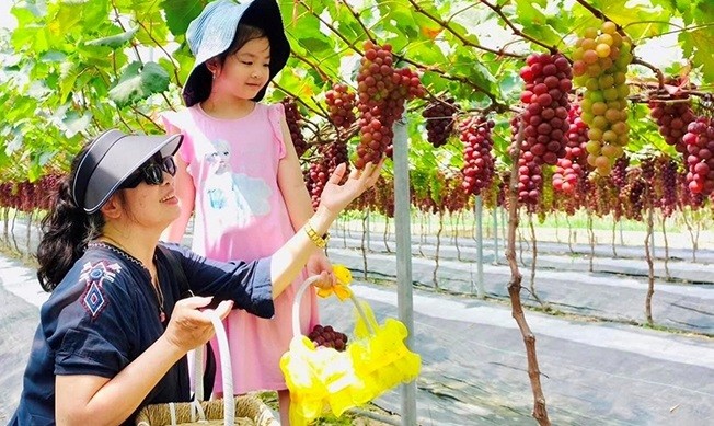 Khách tham quan trải nghiệm hoạt động hái nho tại khu vườn của gia đình anh Hoàng Thanh Minh, xã Đồng Lợi (Triệu Sơn). Khách tham quan trải nghiệm hoạt động hái nho tại khu vườn của gia đình anh Hoàng Thanh Minh, xã Đồng Lợi (Triệu Sơn).