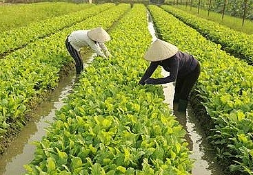 Vĩnh Phúc: Lan toả mạnh mẽ phong trào nông dân thi đua sản xuất, kinh doanh giỏi