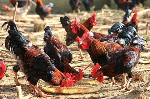 Ba Vì: Xây dựng sản phẩm OCOP từ thế mạnh địa phương