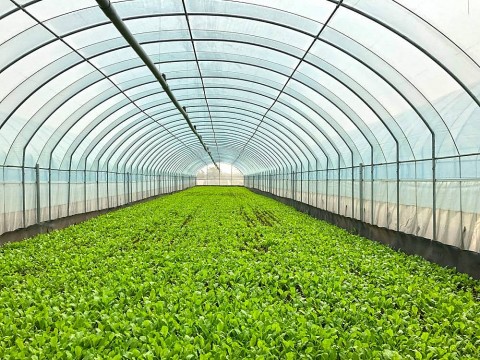 Hà Nội tạo hướng đi mới từ đầu tư vào nông nghiệp công nghệ cao