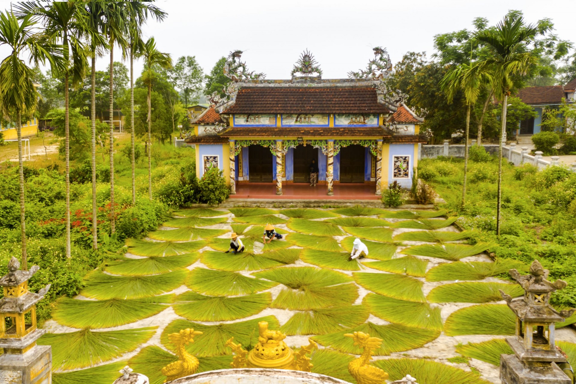 Làng nghề đệm bàng Phò Trạch Làng nghề đệm bàng Phò Trạch