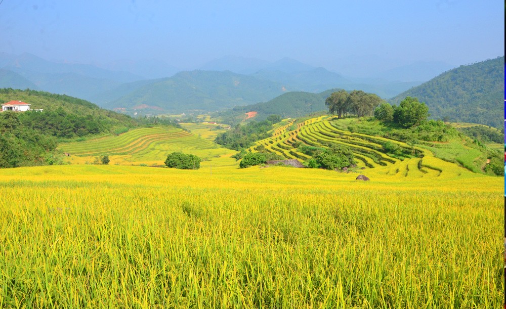 Mùa Vàng Bình Liêu năm 2023