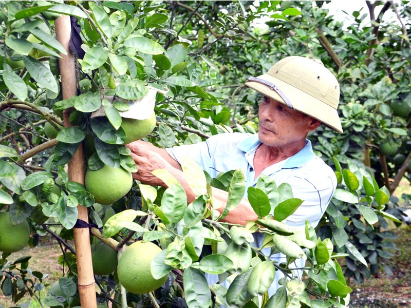 Chương trình xây dựng NTM thúc đẩy người dân phát triển các mô hình kinh tế nông nghiệp hiệu quả.