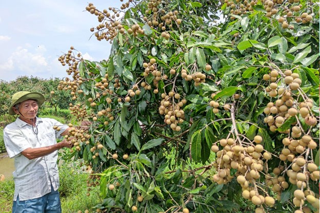 Các sản phẩm nông lâm thủy sản tiêu biểu của Cần Thơ được đẩy mạnh tiêu thụ khi tham gia Đề án  Các sản phẩm nông lâm thủy sản tiêu biểu của Cần Thơ được đẩy mạnh tiêu thụ khi tham gia Đề án