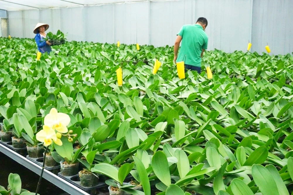 Vườn lan công nghệ cao của anh Ngô Minh Trưởng có hệ thống nhà lưới, nhà màng, làm mát... được đầu tư đồng bộ Vườn lan công nghệ cao của anh Ngô Minh Trưởng có hệ thống nhà lưới, nhà màng, làm mát... được đầu tư đồng bộ
