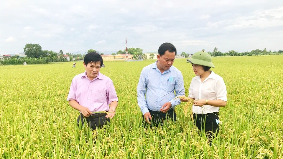 Vùng lúa chất lượng cao Ứng Hòa. Vùng lúa chất lượng cao Ứng Hòa.