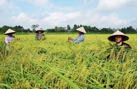 Dẻo thơm gạo nếp cái hoa vàng Dục Tú