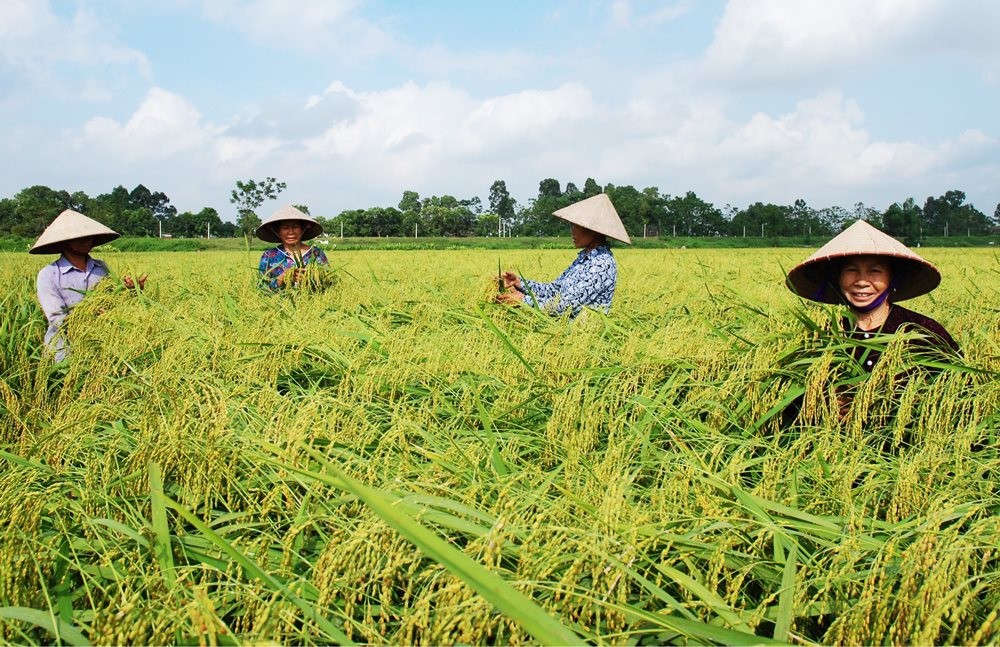 Dẻo thơm gạo nếp cái hoa vàng Dục Tú