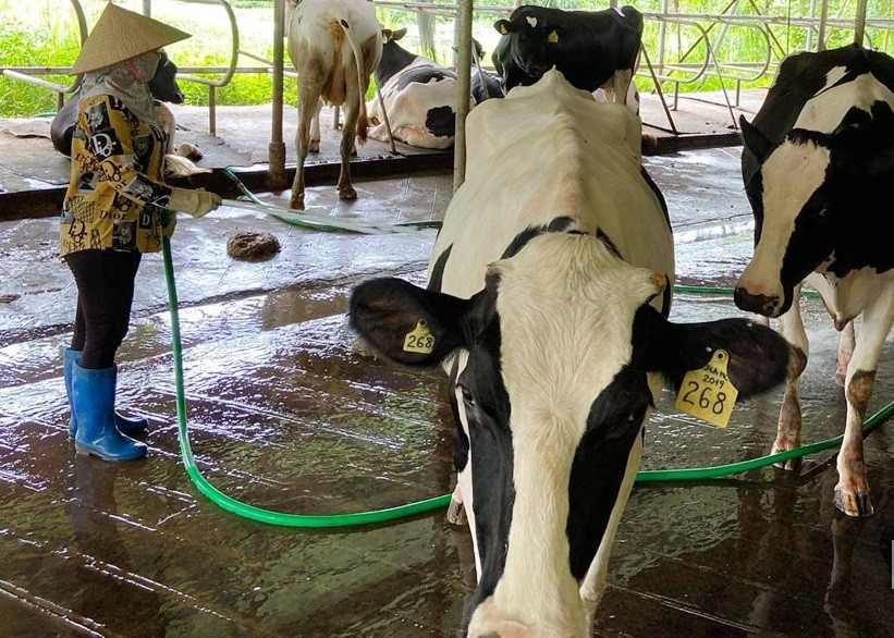 Nông dân xã Phú Thành (Lạc Thủy) phát triển hiệu quả mô hình chăn nuôi bò sữa. Nông dân xã Phú Thành (Lạc Thủy) phát triển hiệu quả mô hình chăn nuôi bò sữa.