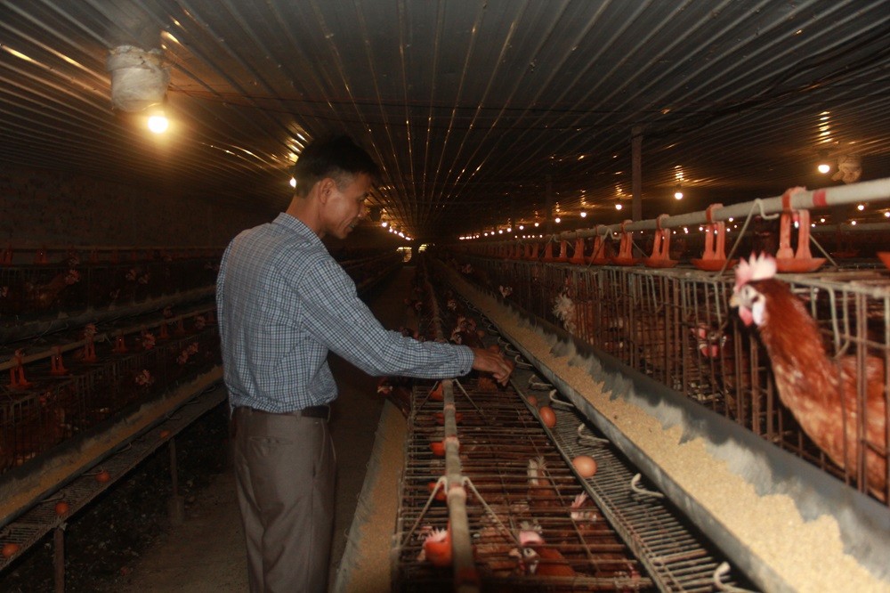 Trang trại nuôi gà đẻ của anh Kiều Văn Hiện là trang trại lớn nhất xã Đồng Trúc và nổi tiếng khắp vùng.