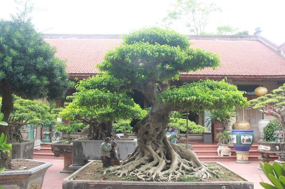 Cây cảnh có giá trị kinh tế cao