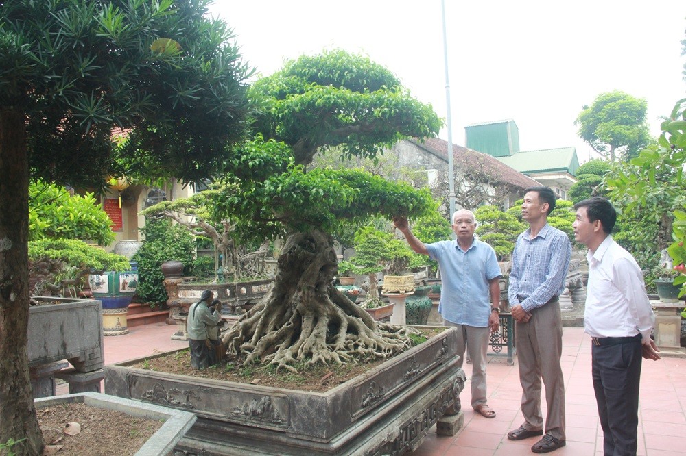 nhiều mô hình trồng cây cảnh, cây bóng mát cho hiệu quả kinh tế cao, thu nhập hàng tỷ đồng mỗi năm