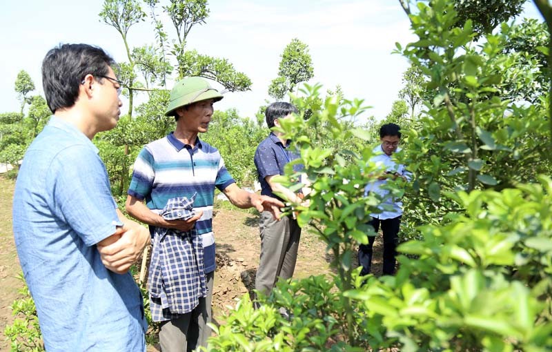 Vùng trồng quất cảnh của xã Tàm Xá đem lại giá trị kinh tế từ 800 triệu đồng  đến 1,7 tỷ đồng/ha. Vùng trồng quất cảnh của xã Tàm Xá đem lại giá trị kinh tế từ 800 triệu đồng  đến 1,7 tỷ đồng/ha.