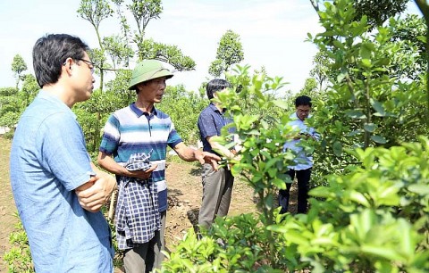 Đông Anh: Phát triển kinh tế xây dựng nông thôn mới gắn với đô thị hóa