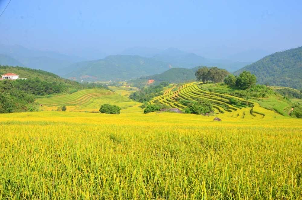 Rực rỡ Mùa vàng ở Bình Liêu