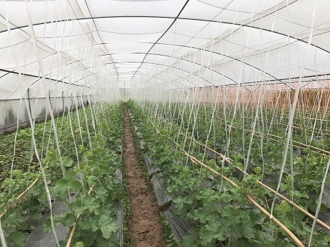 Vĩnh Phúc: Phát triển kinh tế từ thế mạnh địa phương gắn với xây dựng nông thôn mới