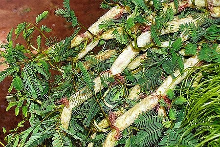 Thực phẩm có công dụng an thần, tốt cho giấc ngủ