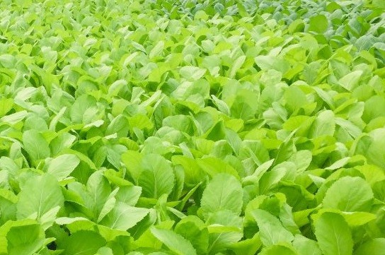 Hưng Yên: Làm giàu từ mô hình trồng rau sạch