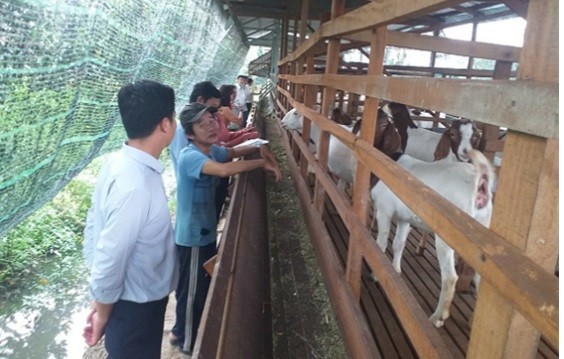 Hậu Giang: Mô hình nuôi dê sử dụng phụ phẩm nông nghiệp mang lại hiệu quả kinh tế cao Hậu Giang: Mô hình nuôi dê sử dụng phụ phẩm nông nghiệp mang lại hiệu quả kinh tế cao