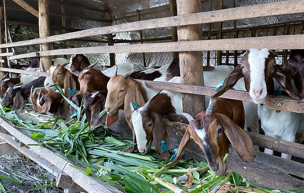 Hậu Giang: Mô hình nuôi dê sử dụng phụ phẩm nông nghiệp mang lại hiệu quả kinh tế cao
