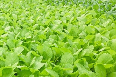 Hưng Yên: Làm giàu từ mô hình trồng rau sạch