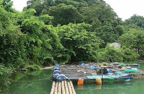 Hiệu quả từ các mô hình khuyến nông, khuyến lâm ở Cao Bằng