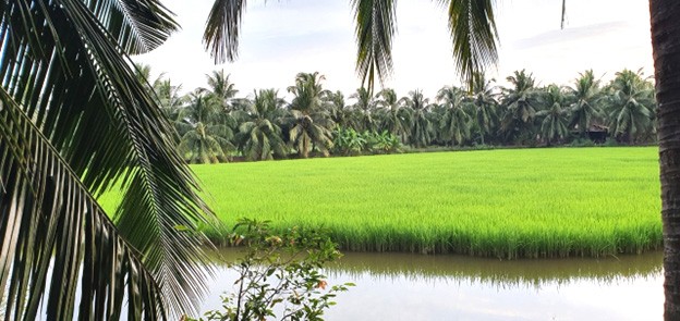 Mô hình luân canh tôm lúa hữu cơ ở cù lao Long Hòa – Hòa Minh Mô hình luân canh tôm lúa hữu cơ ở cù lao Long Hòa – Hòa Minh