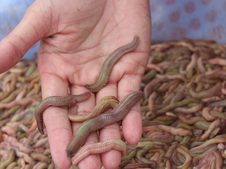 Mô hình nuôi rươi ở Đông Triều Mô hình nuôi rươi ở Đông Triều