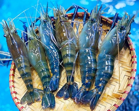 Phát triển tôm hữu cơ Long Hoà - Hoà Minh