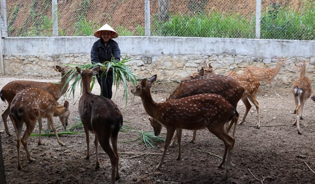 Mô hình sản xuất và kinh doanh nhung hươu của hội viên Hội phụ nữ huyện Hương Sơn. Ảnh: Hoàng Ngà - TTXVN Mô hình sản xuất và kinh doanh nhung hươu của hội viên Hội phụ nữ huyện Hương Sơn. Ảnh: Hoàng Ngà - TTXVN