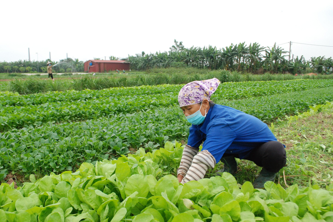 Phú Xuyên: Nhân giá trị các mô hình kinh tế nhờ tiêu chuẩn VietGAP