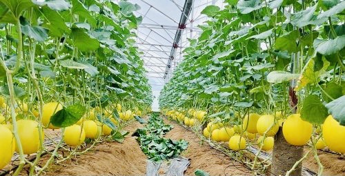 Thanh Hóa: Chi hơn 13,5 tỷ đồng thực hiện chương trình khuyến nông