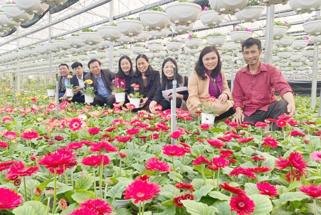 Mô hình trồng hoa đồng tiền tại xã Tích Giang (huyện Phúc Thọ) do Trung tâm Khuyến nông Hà Nội hỗ trợ mang lại hiệu quả kinh tế cao.