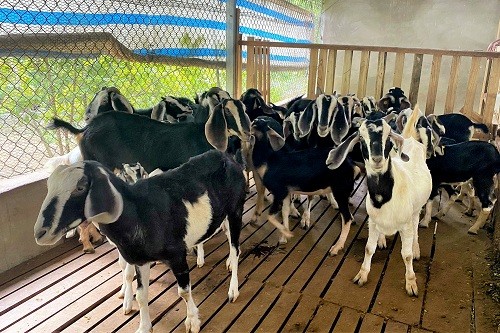 Hà Nội: Phát triển, nhân rộng những mô hình khuyến nông hiệu quả