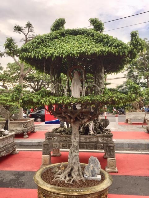 Những nghệ nhân sinh vật cảnh tạo hàng 