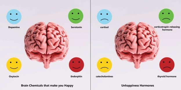 Các nội tiết tố serotonin, melatonin, dopamine, endorphin… giúp tâm trạng vui vẻ, hạnh phúc Các nội tiết tố serotonin, melatonin, dopamine, endorphin… giúp tâm trạng vui vẻ, hạnh phúc