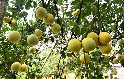 ha noi san pham ocop nang cao gia tri nong san lang nghe