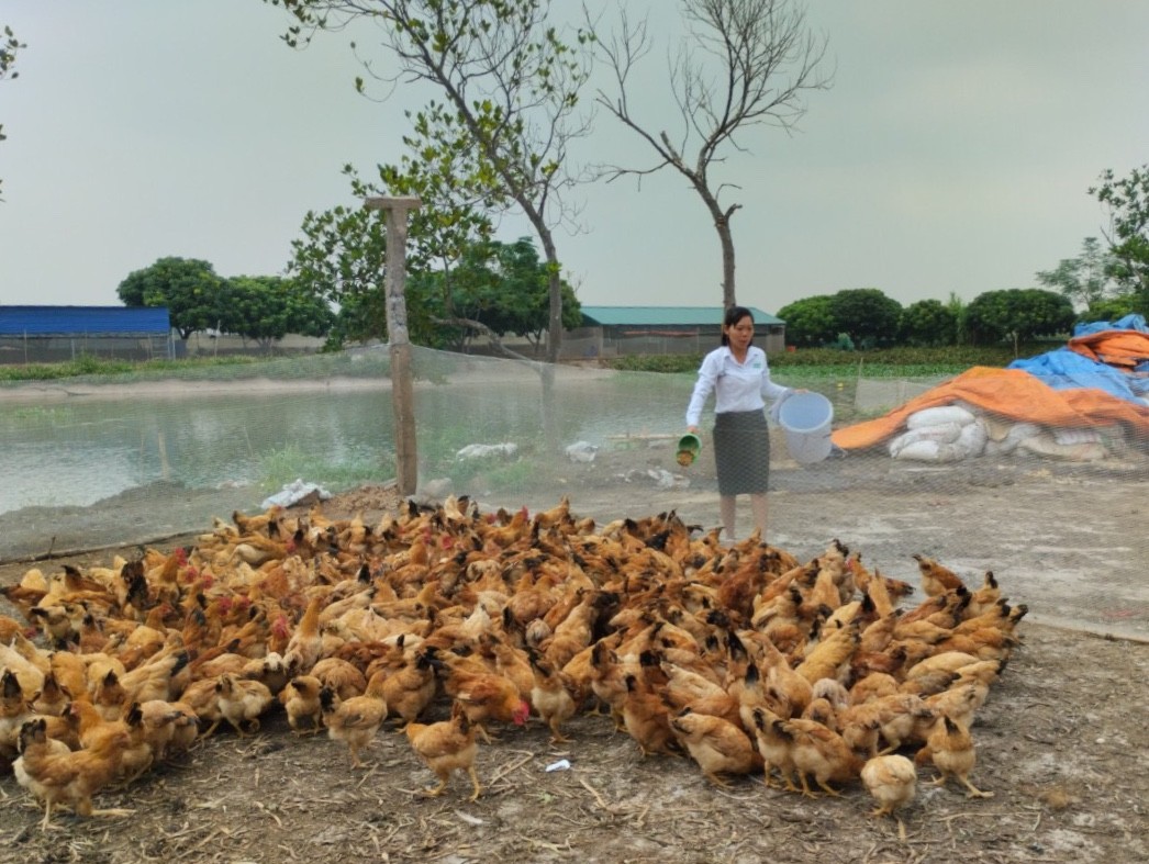 Hải Phòng: Mô hình Lính ruồi đen - Thực phẩm sạch góp phần bảo vệ môi trường