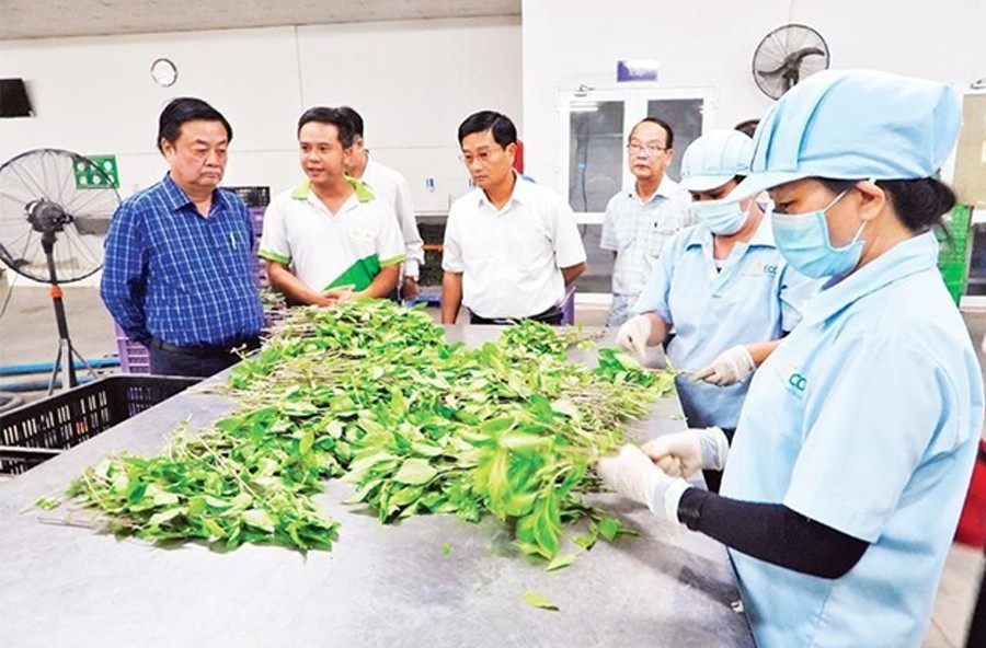 Ông Lê Minh Hoan- Bộ trưởng Bộ Nông nghiệp và Phát triển nông thôn khảo sát quá trình sản xuất rau sạch tại các trang trại rau sạch ở huyện Củ Chi, TP. HCM 