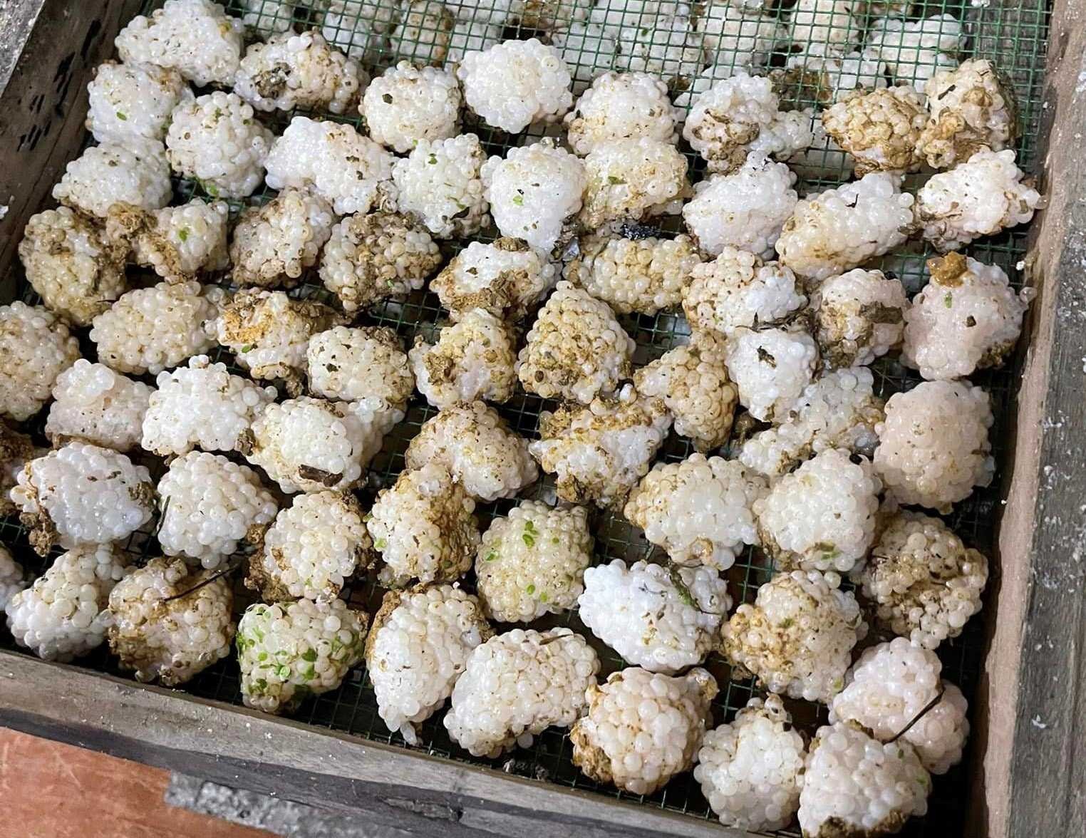 Hải Dương: Trang trại nuôi ốc nhồi hiệu quả kinh tế cao Hải Dương: Trang trại nuôi ốc nhồi hiệu quả kinh tế cao