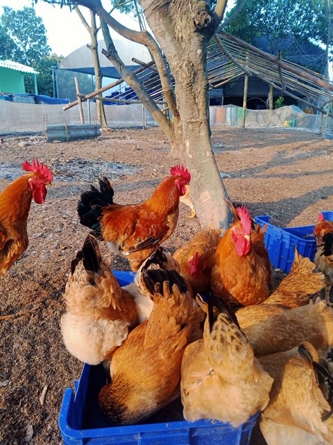 Hải Phòng: Mô hình Lính ruồi đen - Thực phẩm sạch góp phần bảo vệ môi trường