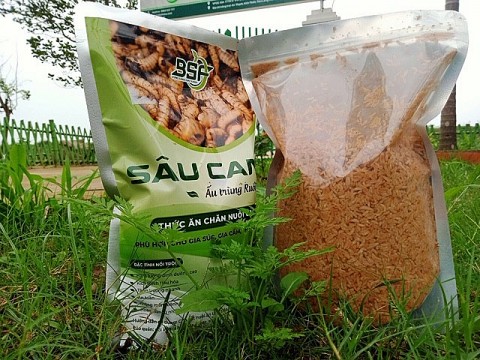 Hải Phòng: Mô hình Lính ruồi đen - Thực phẩm sạch góp phần bảo vệ môi trường