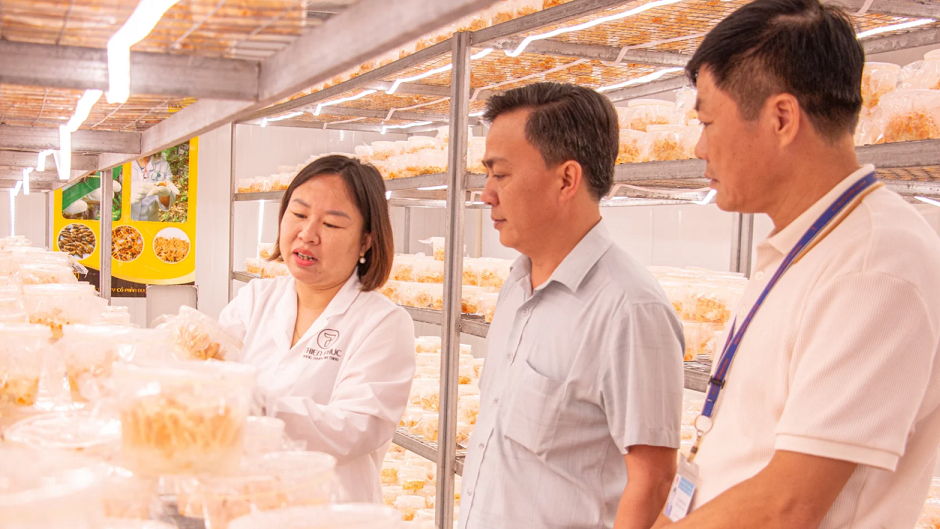 Câu chuyện “nấm vàng” đông trùng hạ thảo của Thiên Phúc Câu chuyện “nấm vàng” đông trùng hạ thảo của Thiên Phúc