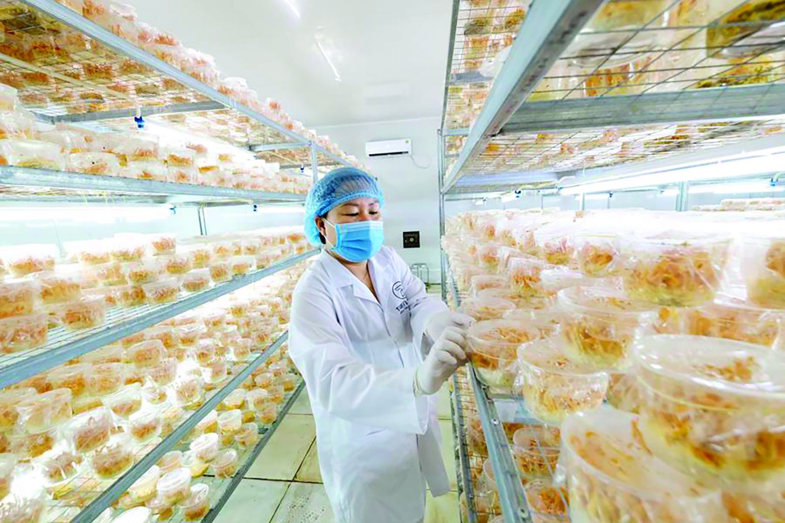 Câu chuyện “nấm vàng” đông trùng hạ thảo của Thiên Phúc Câu chuyện “nấm vàng” đông trùng hạ thảo của Thiên Phúc